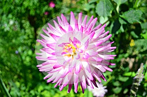 Fiori giardino Francia 